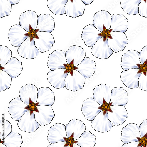 seamless pattern with drawing flower of labdanum at white background, Cistus ladanifer, hand drawn illustration photo