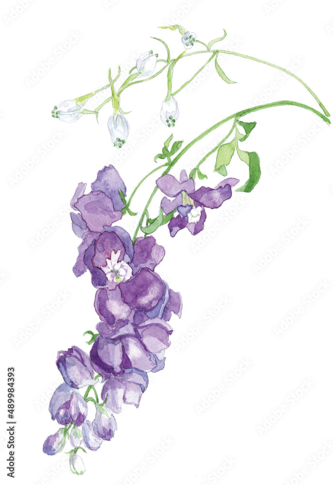 花の水彩画デルフィニューム紫