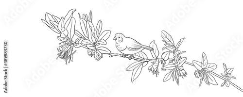vector drawing natural background with birds andflowering honeysuckle branch, hand drawn illustration for cover design or print photo