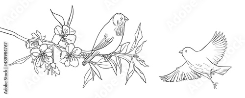 vector drawing natural background with birds and flowering plum tree branches, hand drawn illustration for cover design or print