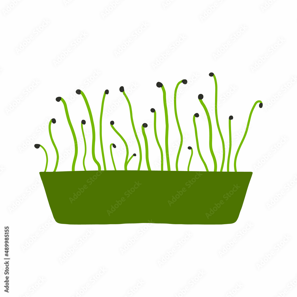Fototapeta premium Pot of microgreens. Microgreens peas, radish, onion, arugula. sunflower, beets and others. Vector illustration isolated on white background. Drawn style.