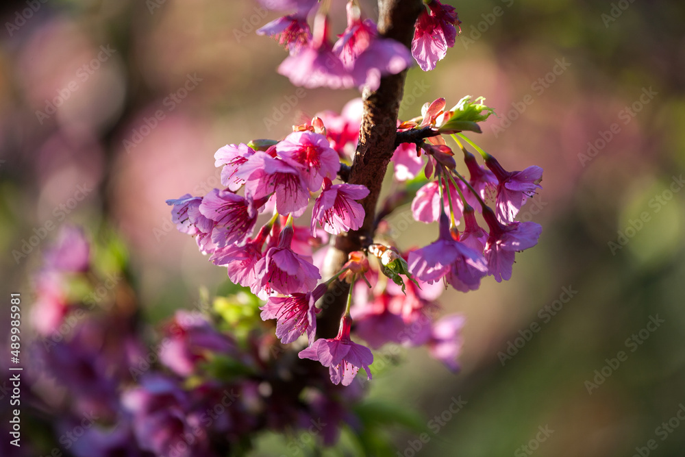 Cherry Blossom or Sakura Flower Cherry Blossom or Sakura Flower