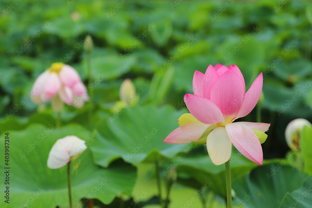 연꽃(Lotus)