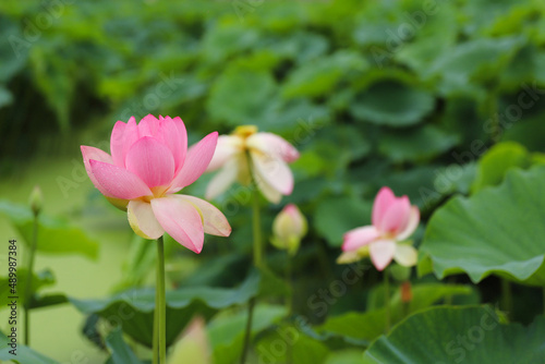 연꽃(Lotus)