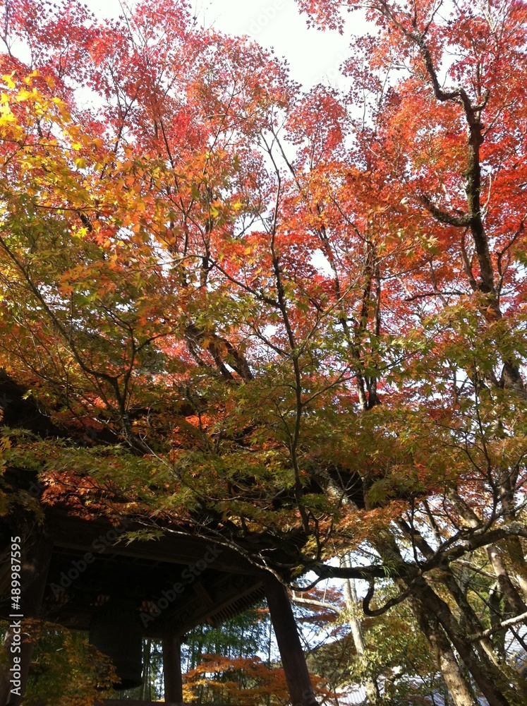 colorful autumn leaves in the garden of temple