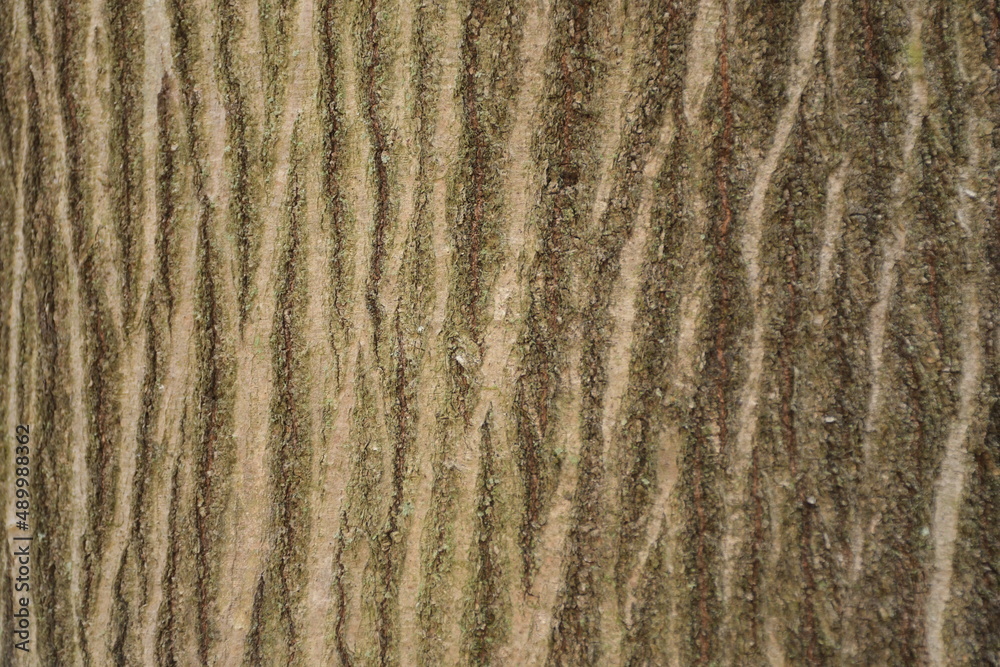 texture texture