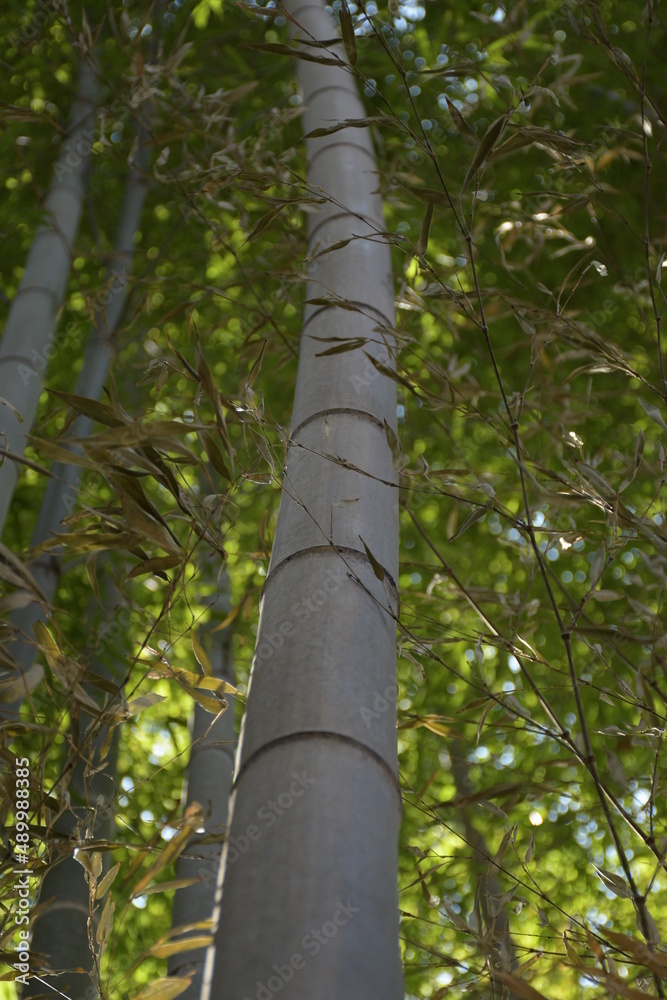 Fototapeta premium Bamboo in the forest
