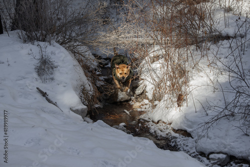 Dog running through a stream