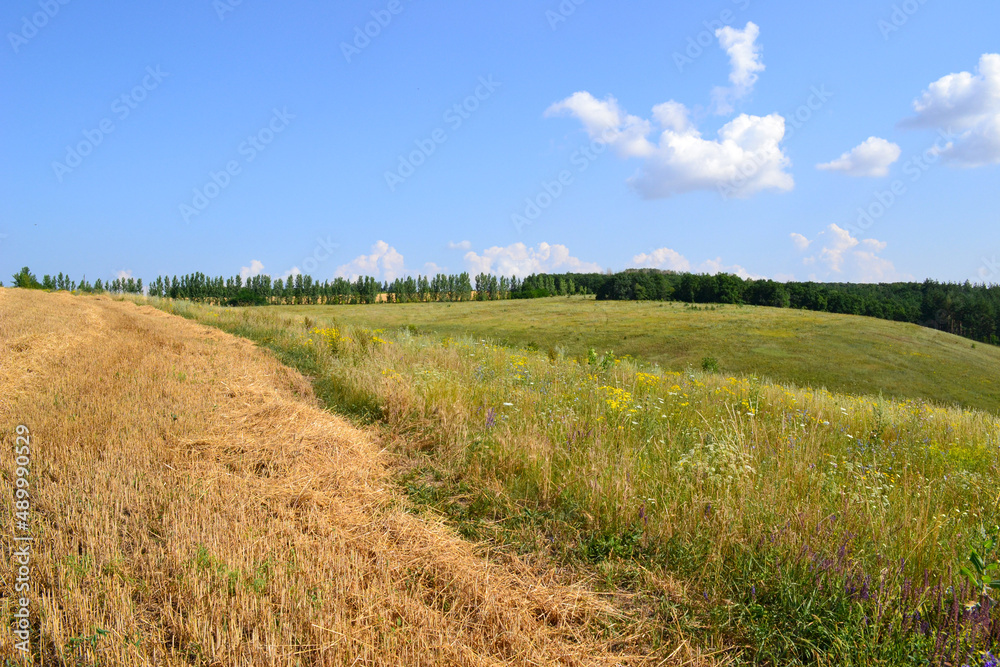 field of grass and sky