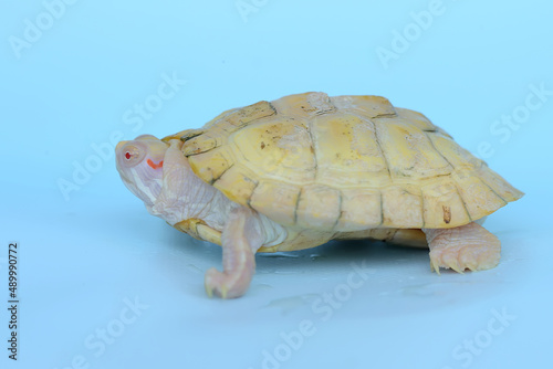 An albino red ear slider tortoise is basking on dry logs. This reptile has the scientific name Trachemys scripta elegans. 