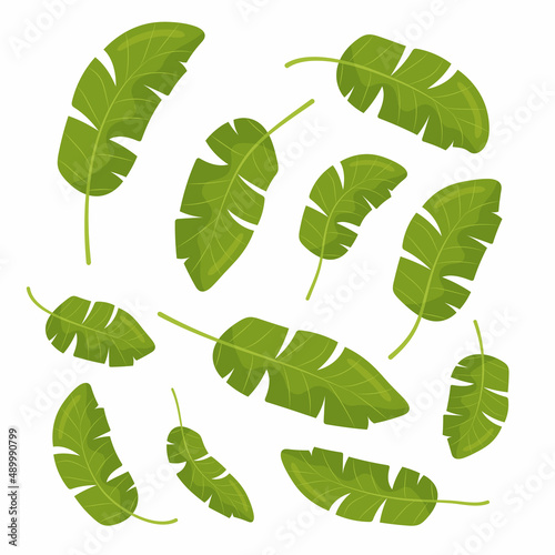 Set of tropical leaves. Different green leaf collection. Colorful vector illustration on white background in cartoon style.