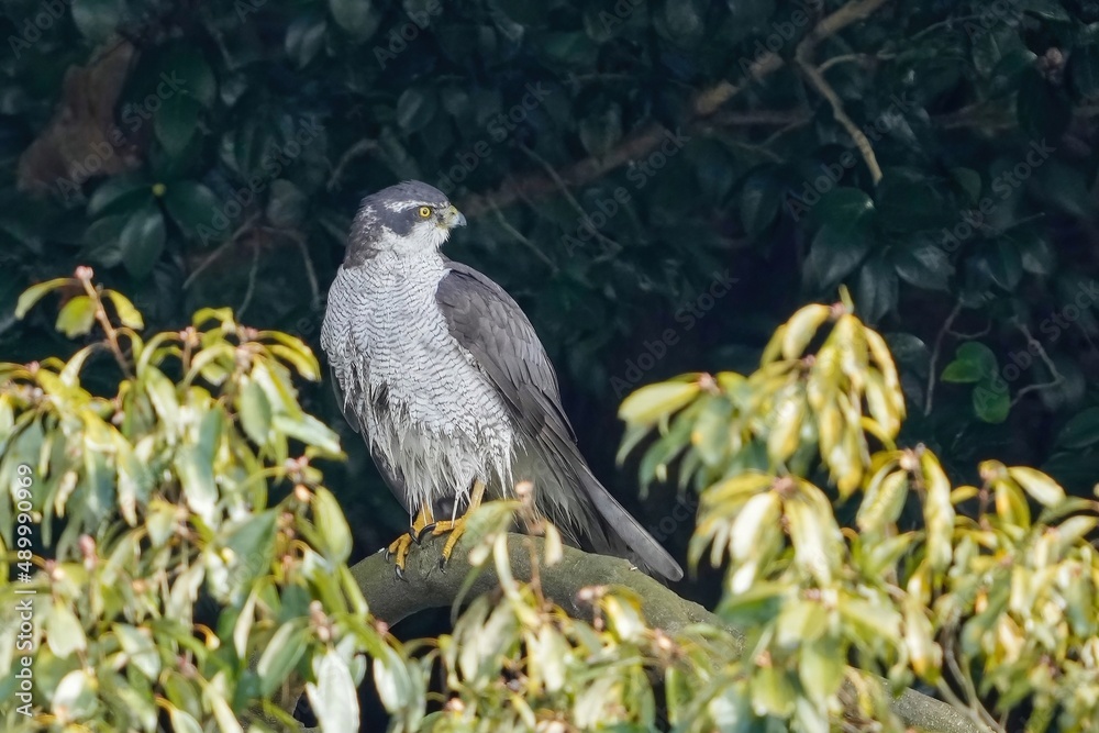 Fototapeta premium 水浴びの後、木の上でくつろぐオオタカ成鳥