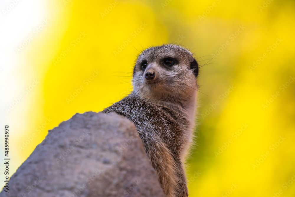 Fototapeta premium A pointed snout meerkat in Tucson, Arizona