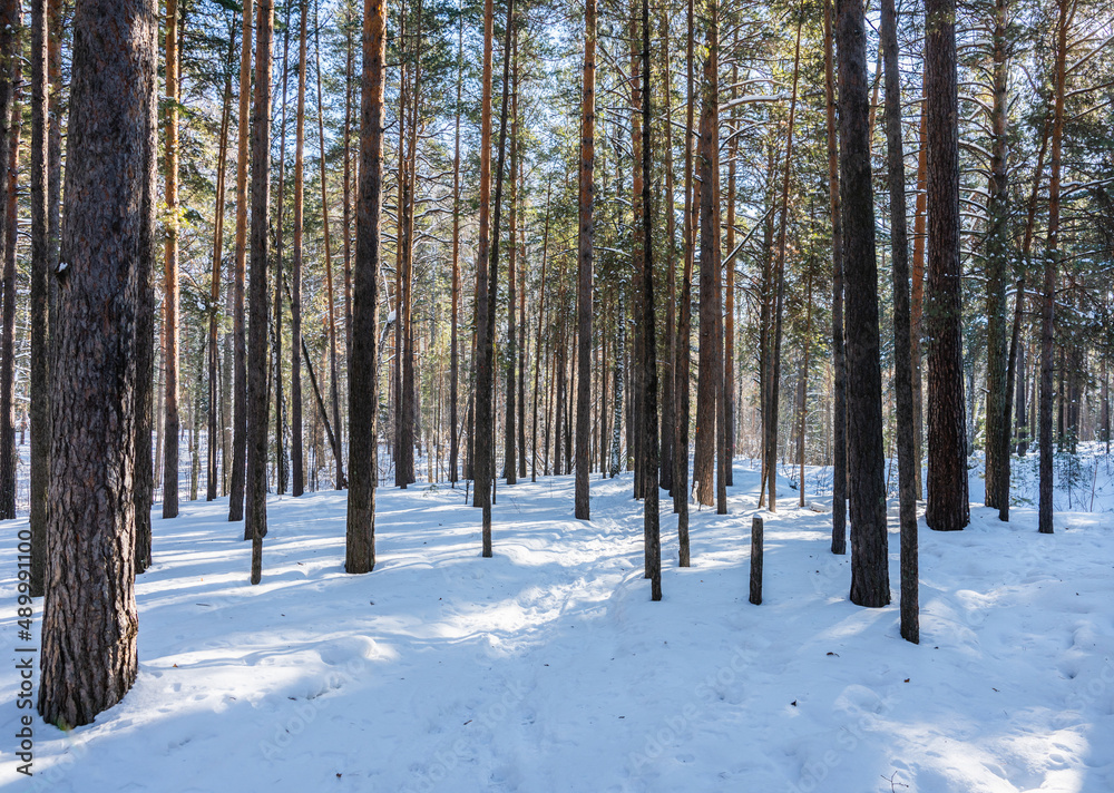 Fototapeta premium Classic Russian winter landscape. winter forest in sun lights. Selective focus.