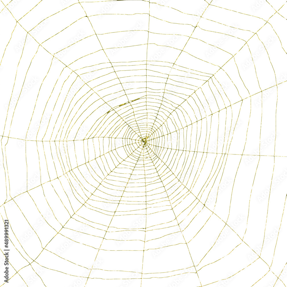 Obraz premium Toile d’araignée 