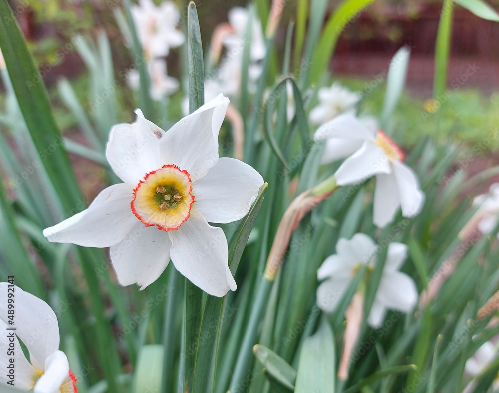 Fototapeta premium white daffodil blooms in spring in the garden. blooming flowers, plants. copyspace.