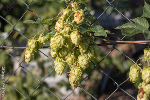 Green ripe hop cones on the fence grid against the background of a summer garden