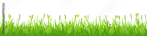 Spring green meadow with wild grass on white background, large panorama