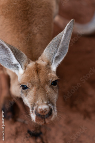 Fototapeta Naklejka Na Ścianę i Meble -  Kangaroo Staring
