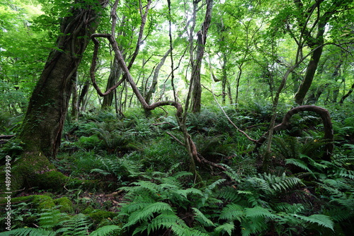 dense summer forest with fern and old trees © SooHyun