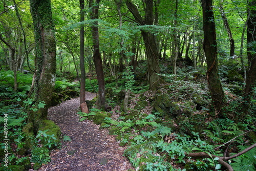 charming summer forest with path