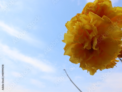 Nika flower or Yellow Silk Cotton hanging on the tree with blue clear sky in the background.nature background concept. photo