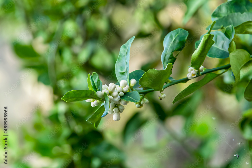 lemon blossoms not yet blooming lemon blossoms not yet blooming