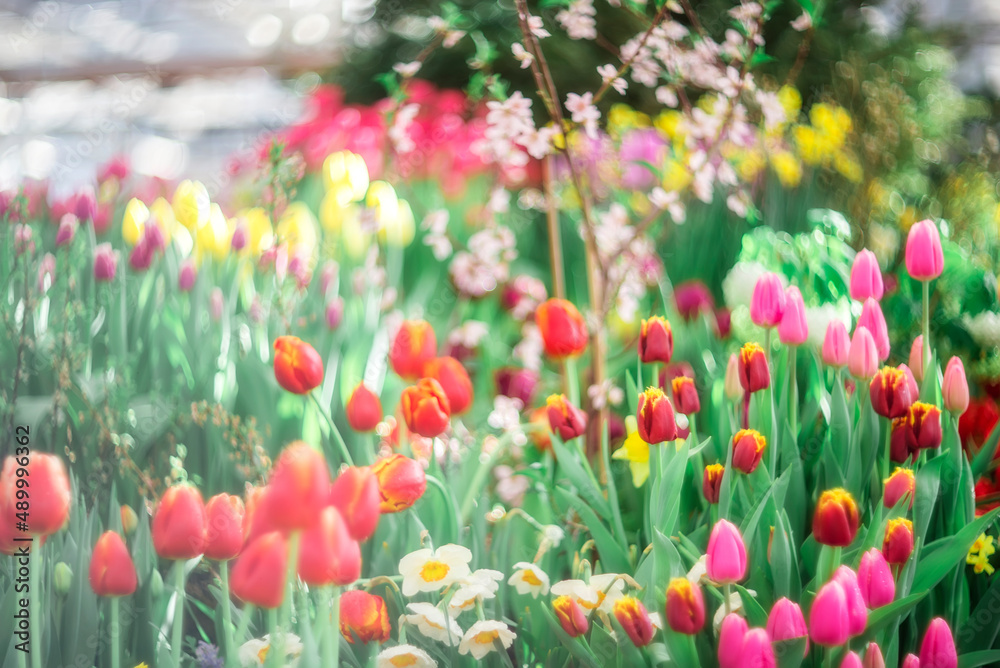 Colorful multicolored tulips in the meadow. Selective focus. springtime