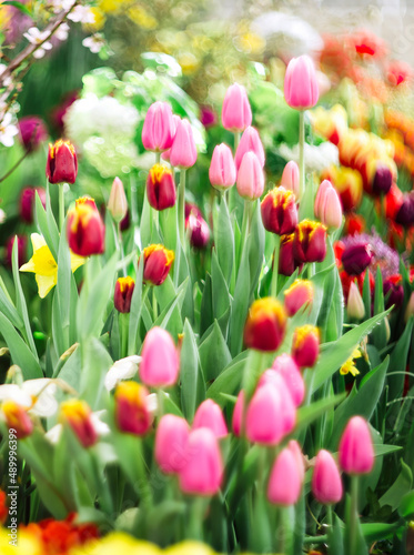 Fototapeta Naklejka Na Ścianę i Meble -  Colorful multicolored tulips in the meadow. Selective focus. springtime