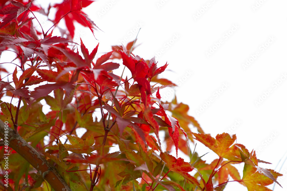 紅葉 紅葉