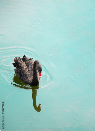 Fototapeta Naklejka Na Ścianę i Meble -  black swan floading on blue water