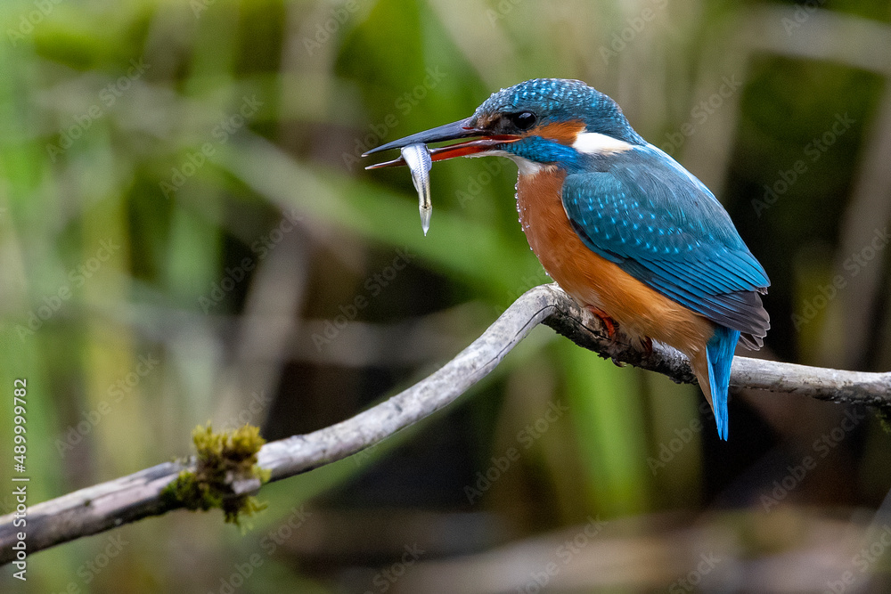 Fototapeta premium Eisvogel Kingfisher