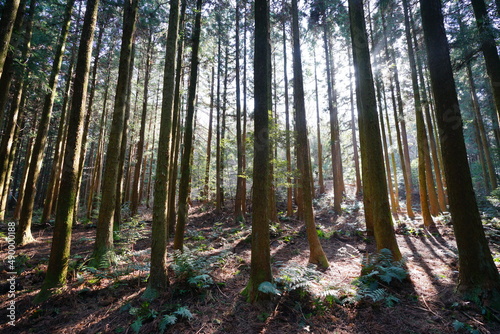fascinating cedar forest in the sunlight