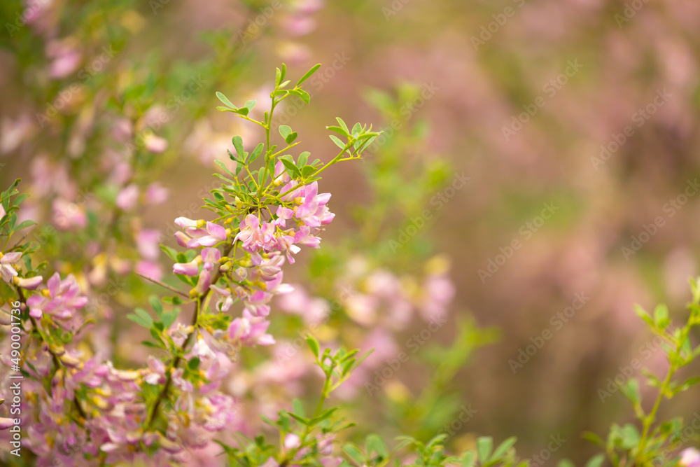 Blooming garden spring flowers. Blooming camel thorn in spring. Medicinal plant, pink flowers. Delicate floral landscape with blurry background and copy space. Blooming garden spring flowers. Blooming camel thorn in spring. Medicinal plant, pink flowers. Delicate floral landscape with blurry background and copy space.