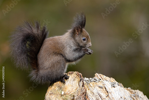 Eichhörnchen, Squirrel © m_andi