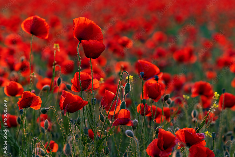 Fototapeta premium Mohnfeld, Klatschmohn, Poppy field, Corn poppy