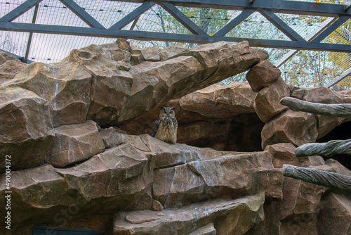 An owl in an aviary at the Kharkiv Zoo. Photo taken in Kharkiv Zoo, Ukraine on October 12, 2021