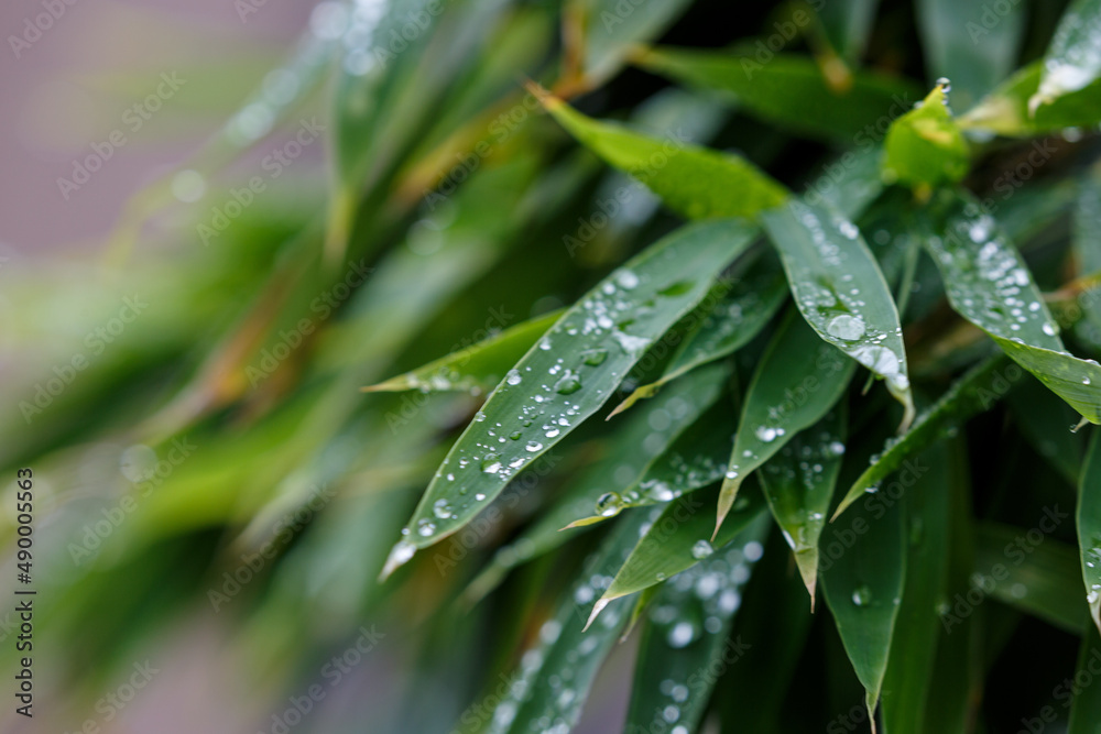 Water drops on green leaves in park Water drops on green leaves in park