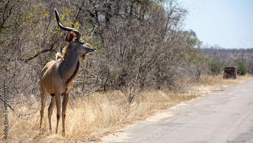 Kudu antelope