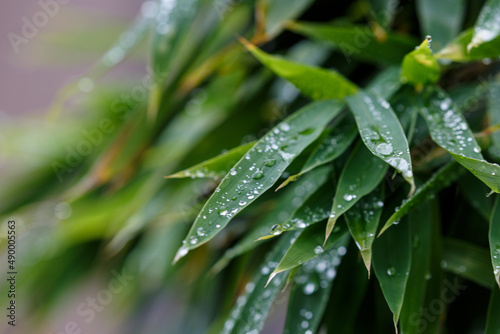 Water drops on green leaves in park