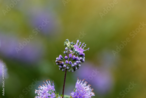 Water drops on blooming flower in park