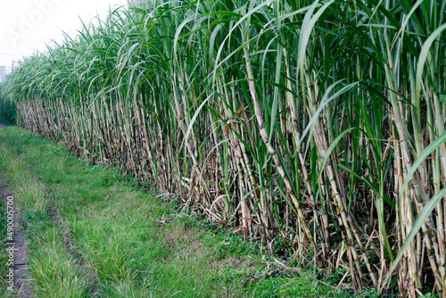 Sugarcane plantation in the field