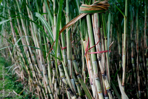 Fototapeta Naklejka Na Ścianę i Meble -  Sugarcane plantation in the field