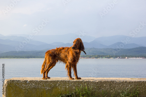 Irish Red Setter in a hunting stance. The dog walks near the lake.