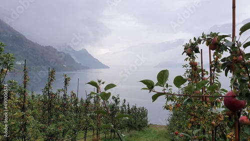 Hardanger Apple Orchard,at the Hardanger fjord, Norway photo