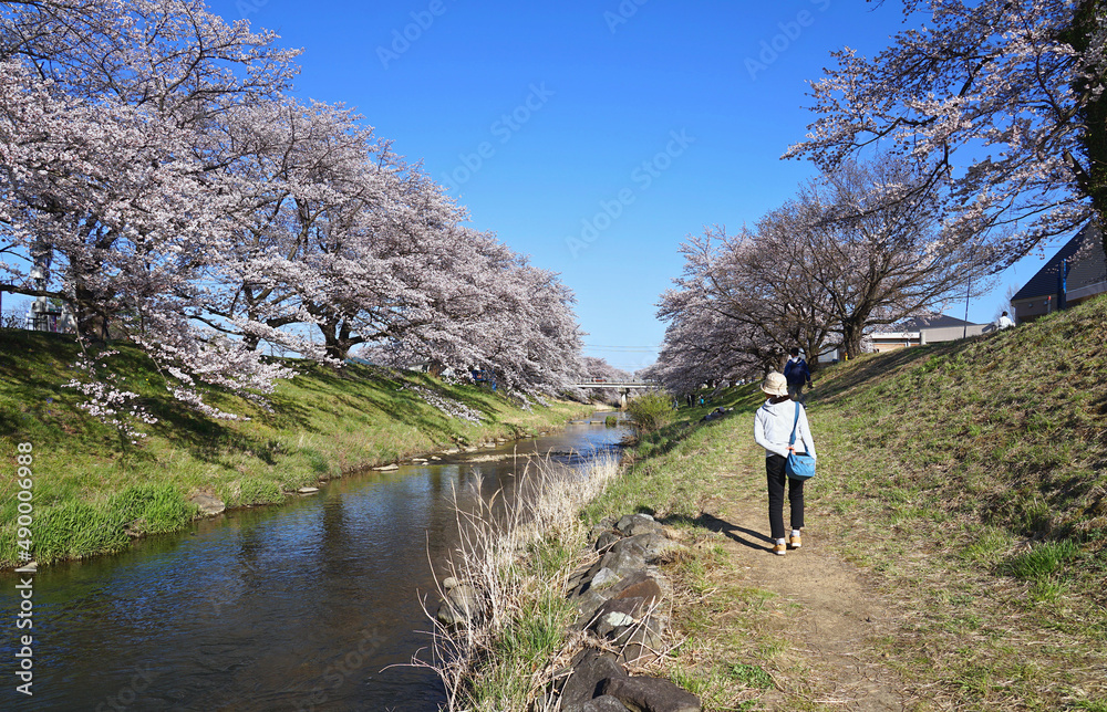 Tourists walking on a riverside street in spring with cherry blossoms in bloom. Tourists walking on a riverside street in spring with cherry blossoms in bloom.