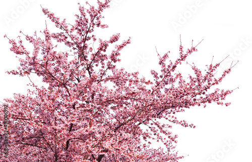 Cherry blossom blooming isolated on white background. photo