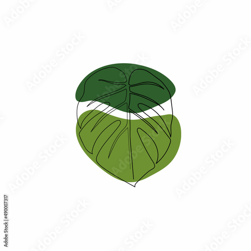 monstera  green leaf isolated on white background