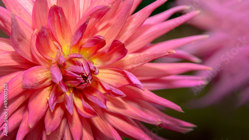 pollen flower in pink flower in nature