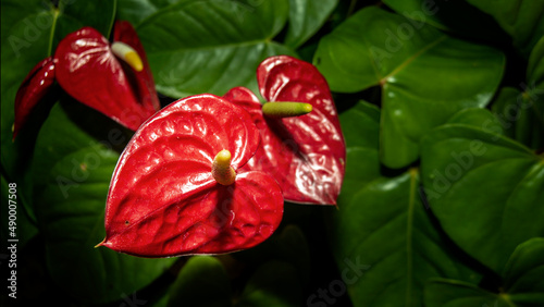 red exotic anthurium flower in jungle